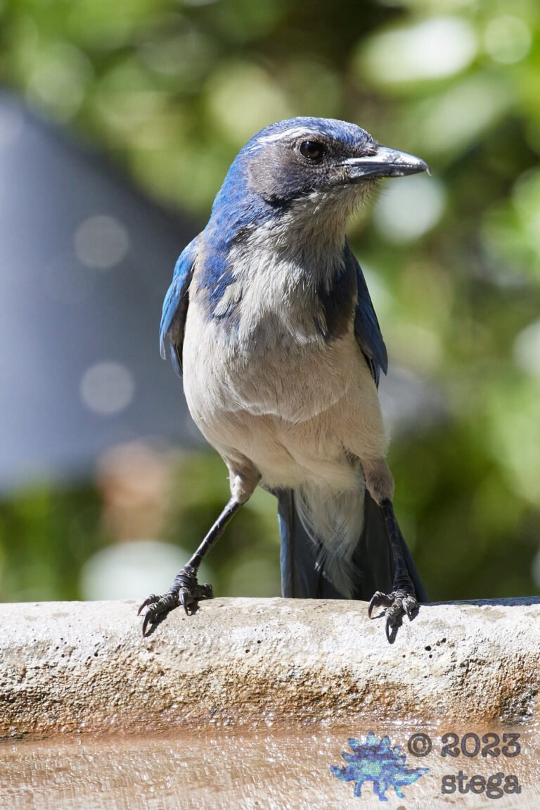 California Scrub Jay