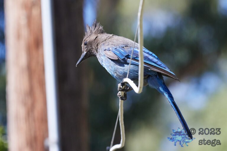 Steller’s Jay
