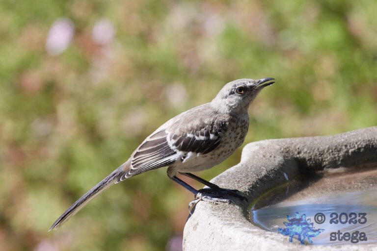 Northern Mockingbird