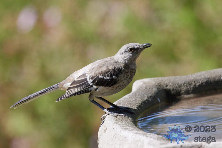 Northern Mockingbird