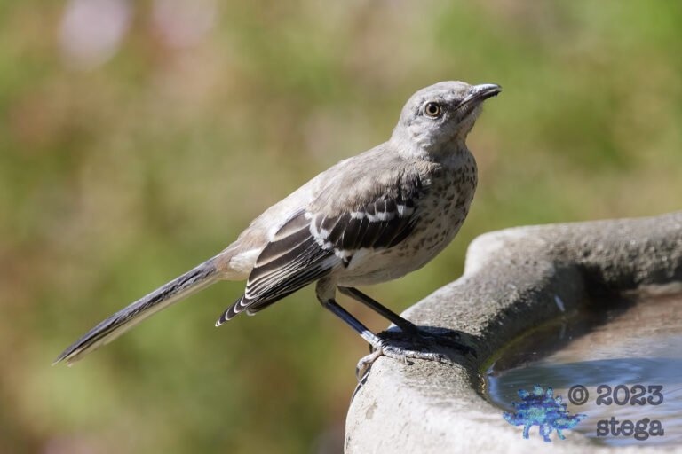 Northern Mockingbird
