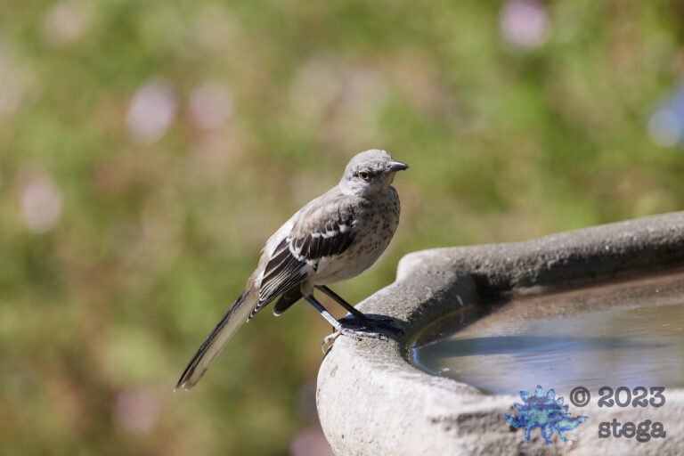 Northern Mockingbird