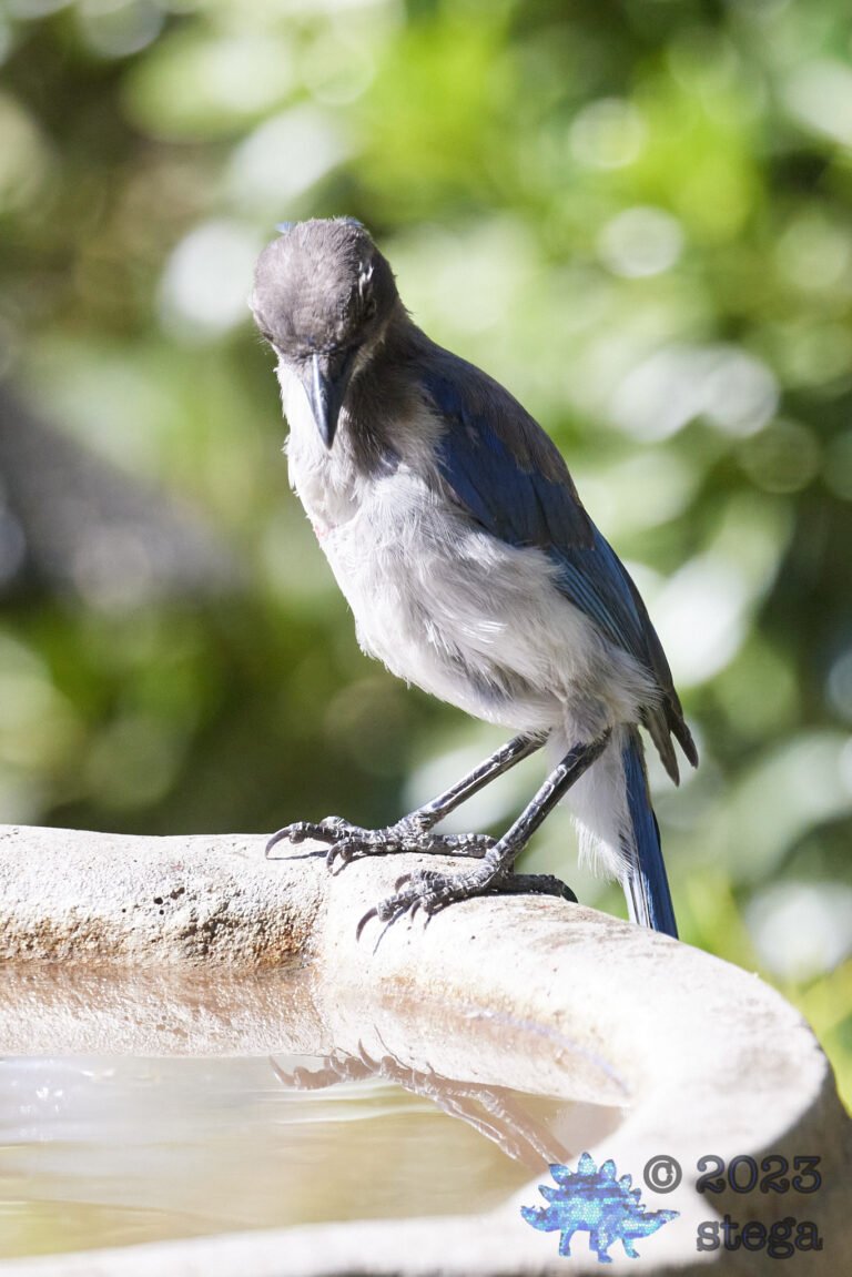 California Scrub Jay
