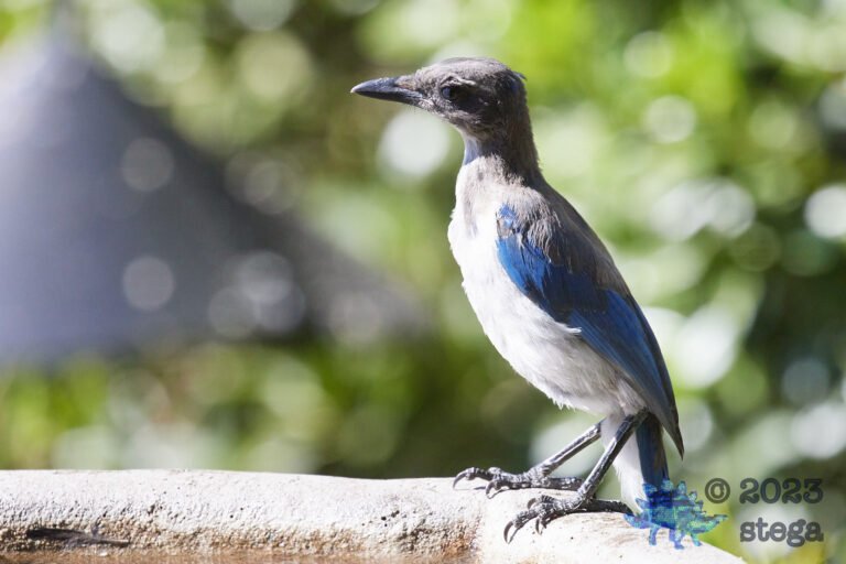 California Scrub Jay