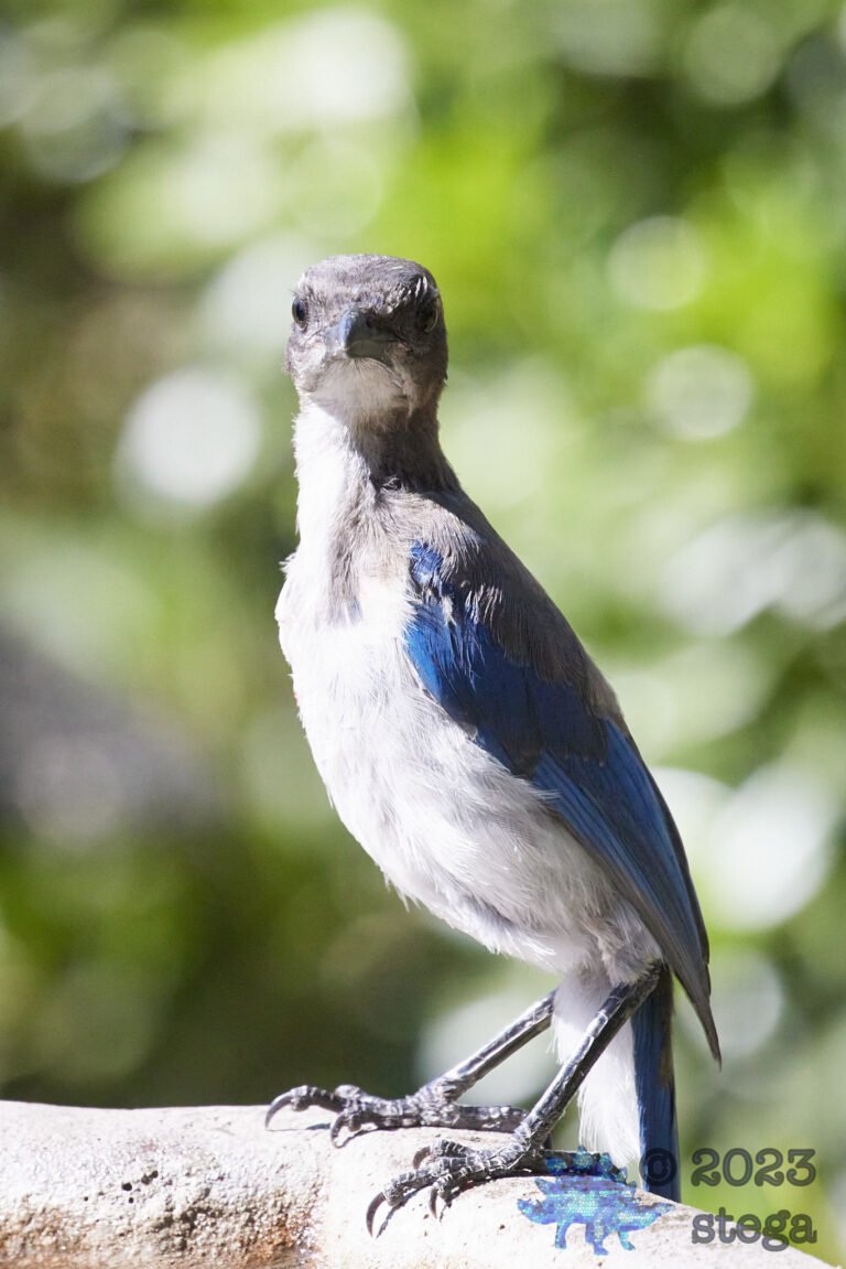 California Scrub Jay