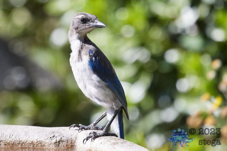 California Scrub Jay