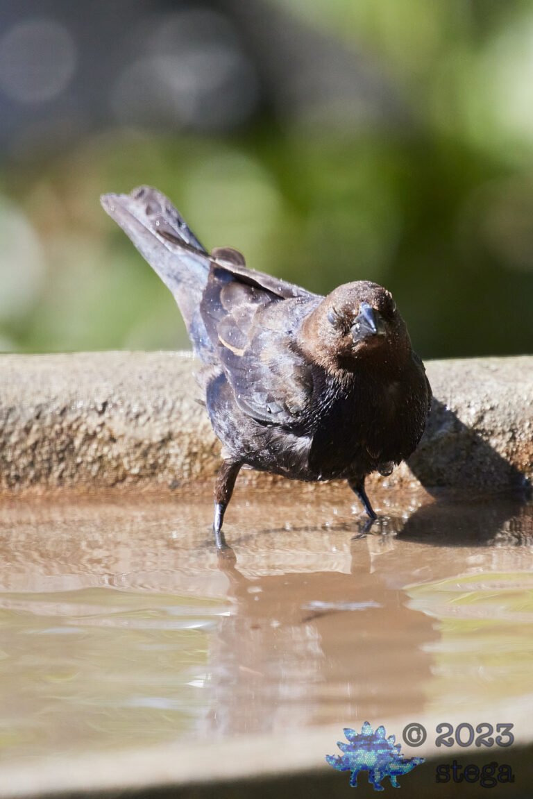 Brown-Headed Cowbird