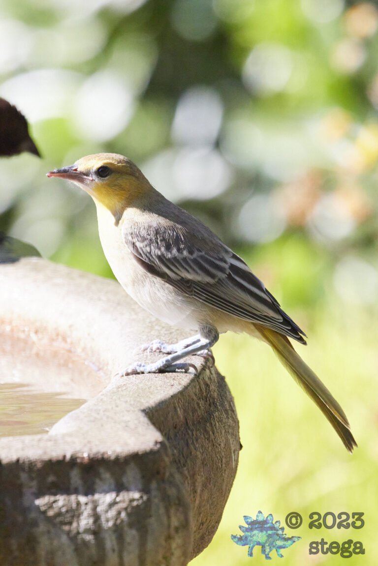 Bullock’s Oriole