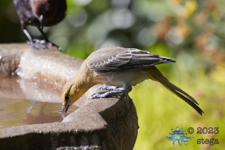 Bullock’s Oriole