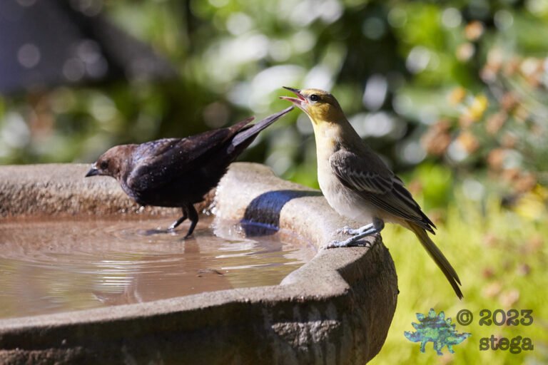 Bullock’s Oriole