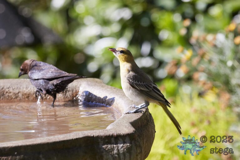 Bullock’s Oriole