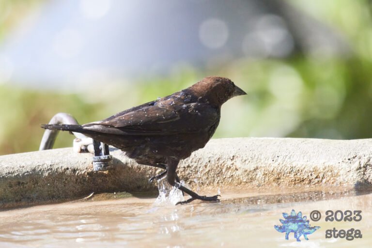Brown-Headed Cowbird