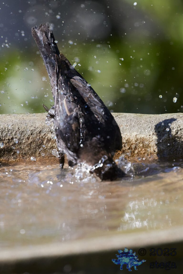 Brown-Headed Cowbird