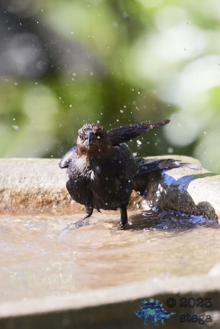 Brown-Headed Cowbird