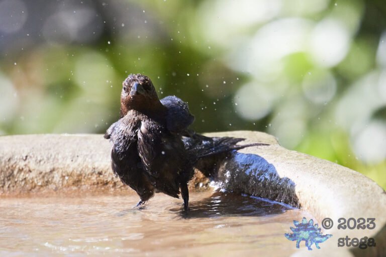 Brown-Headed Cowbird