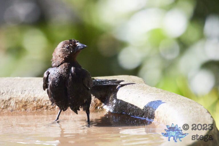 Brown-Headed Cowbird