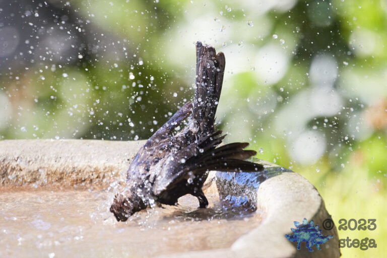 Brown-Headed Cowbird