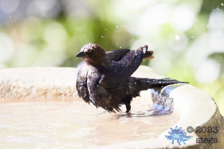 Brown-Headed Cowbird
