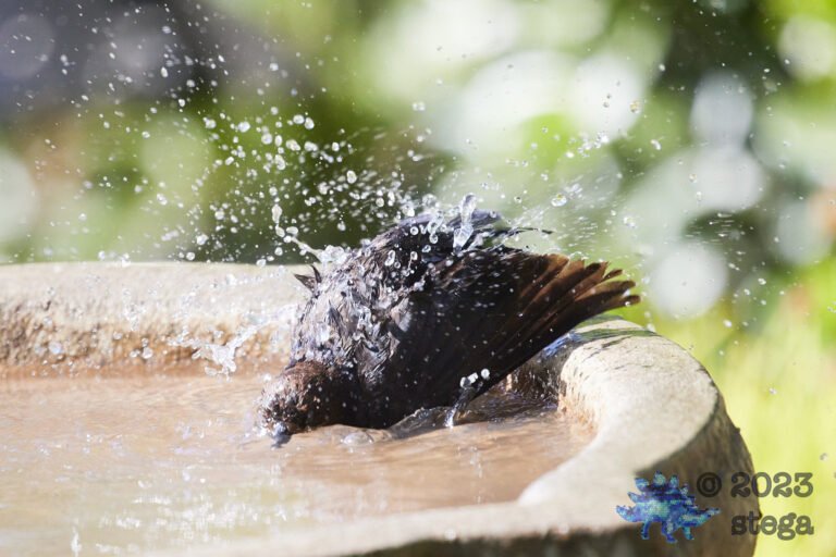 Brown-Headed Cowbird