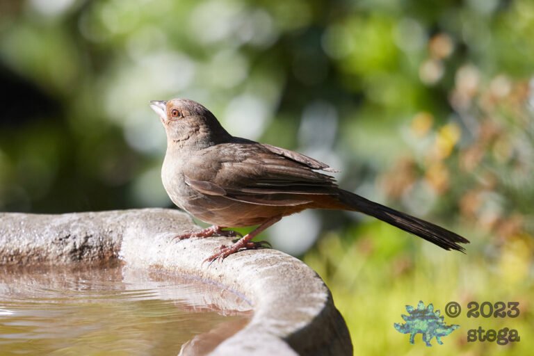 California Towhee