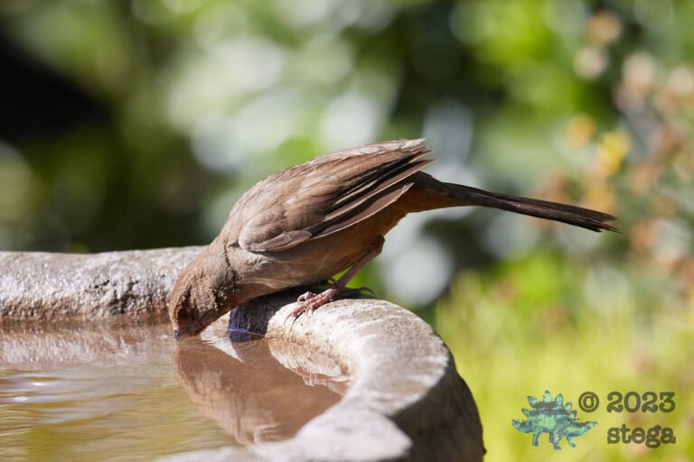 California Towhee