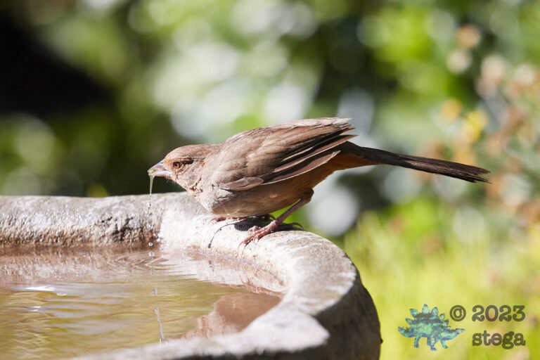 California Towhee