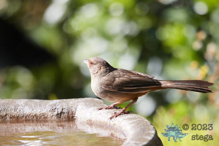 California Towhee