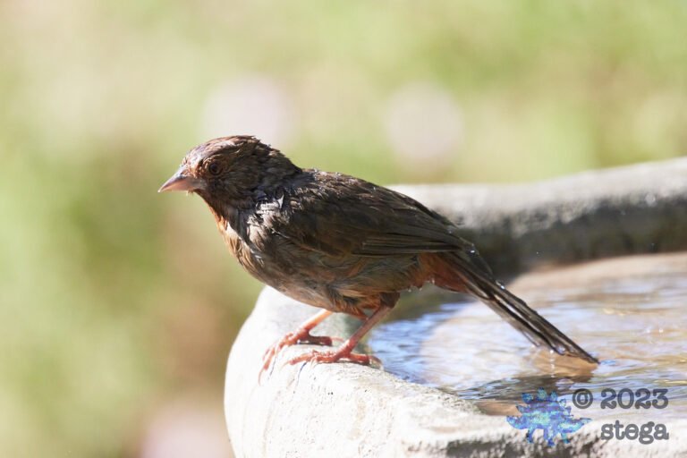 California Towhee