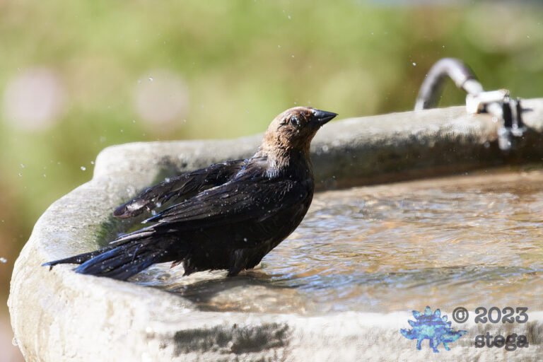 Brown-Headed Cowbird