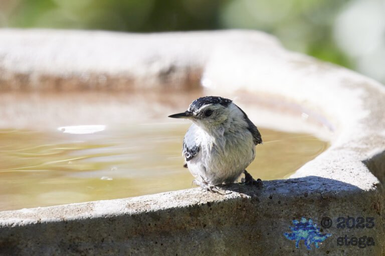 White-Breasted Nuthatch