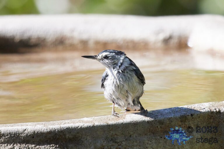White-Breasted Nuthatch