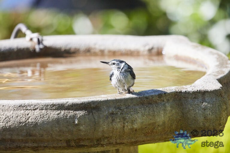 White-Breasted Nuthatch
