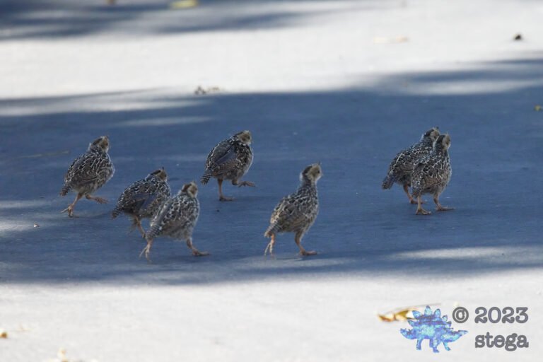 California Quail