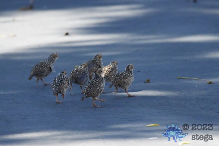 California Quail