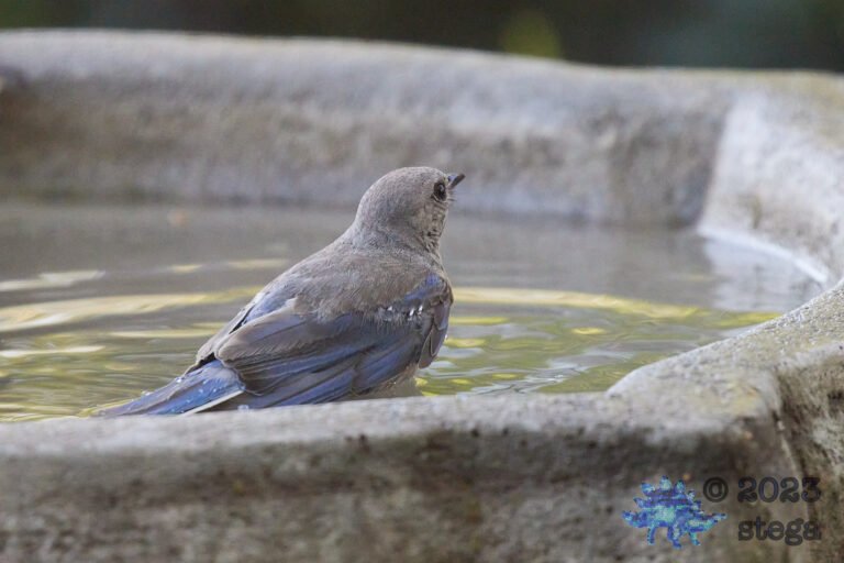 Western Bluebird