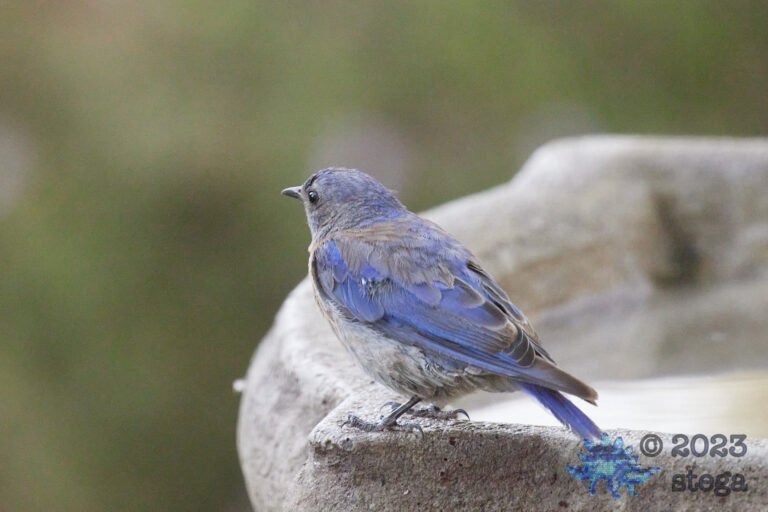Western Bluebird