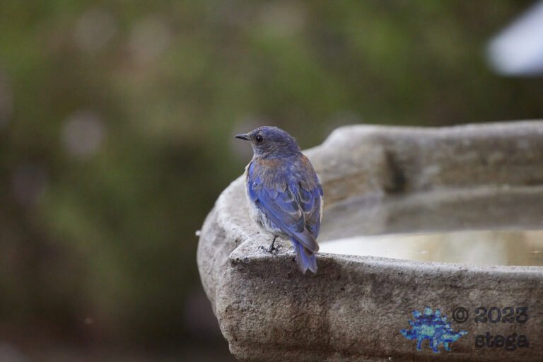 Western Bluebird