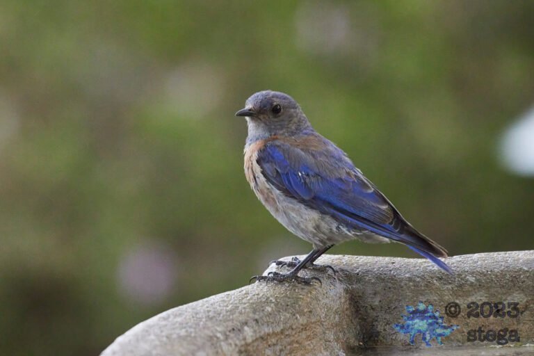 Western Bluebird