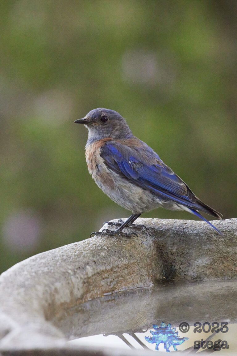 Western Bluebird