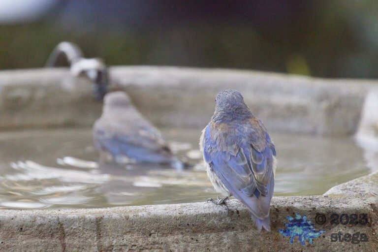 Western Bluebird