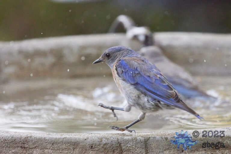 Western Bluebird