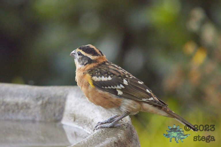 Black-Headed Grosbeak