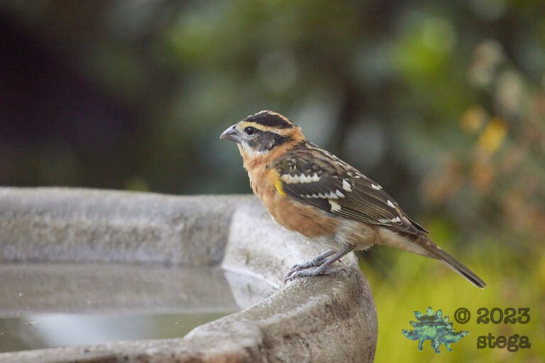 Black-Headed Grosbeak