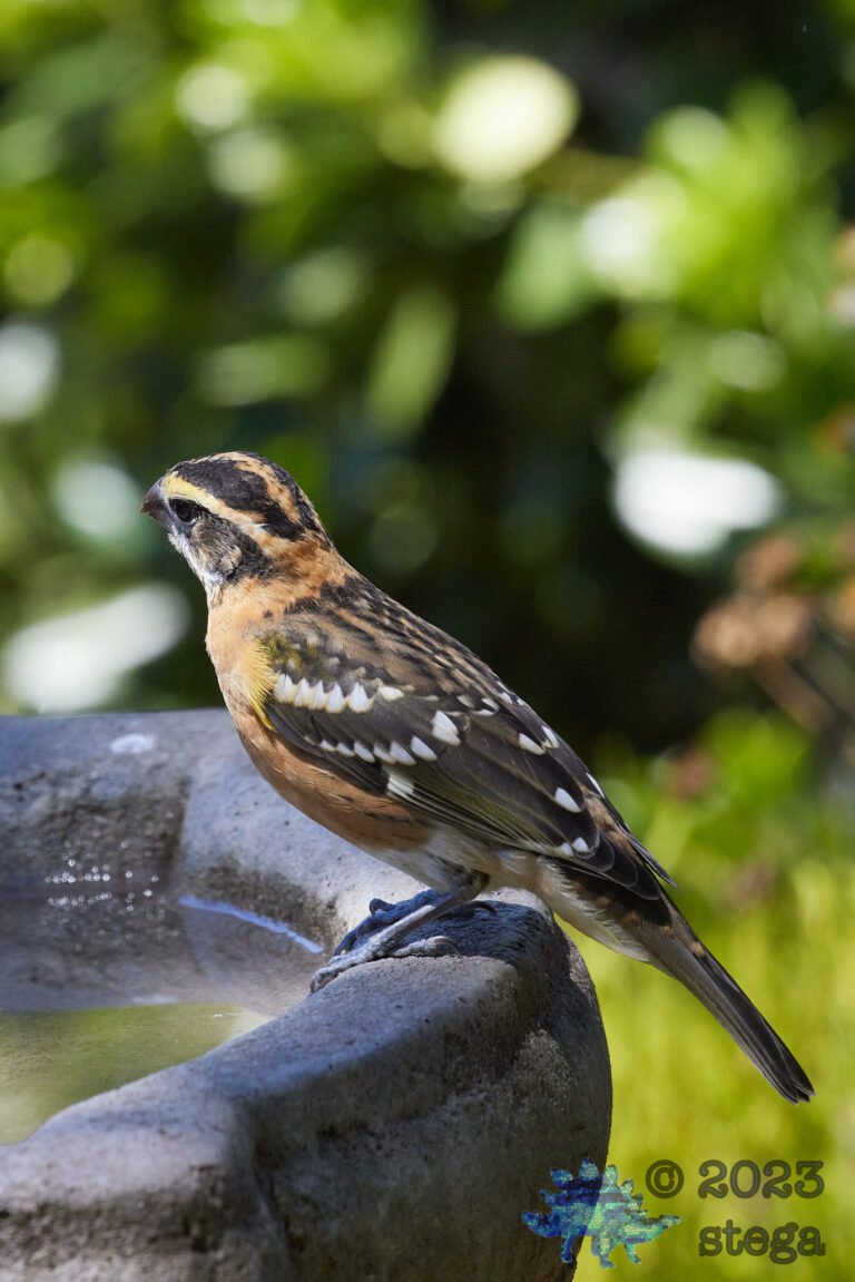 Black-Headed Grosbeak
