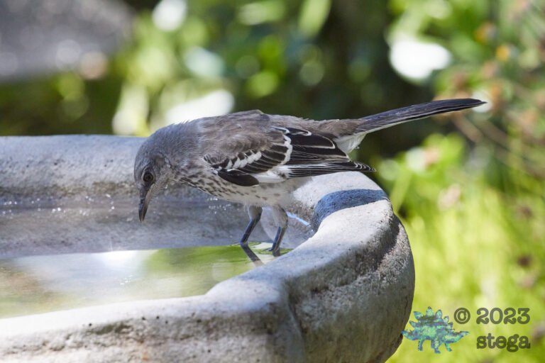 Northern Mockingbird