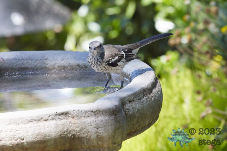 Northern Mockingbird