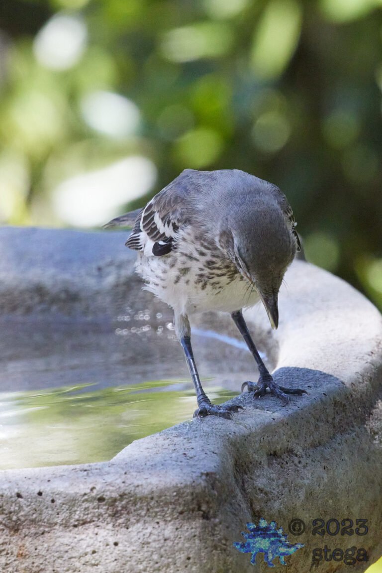 Northern Mockingbird