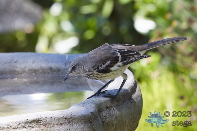 Northern Mockingbird