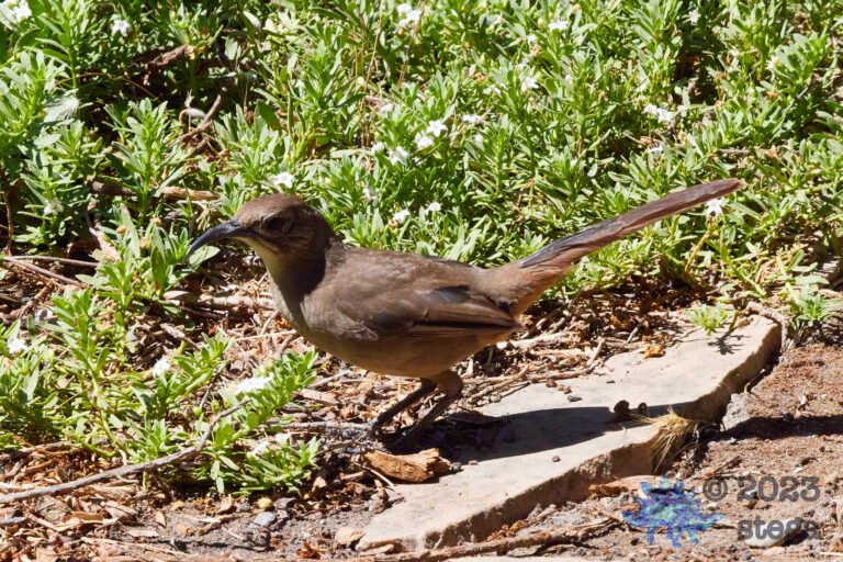 California Thrasher