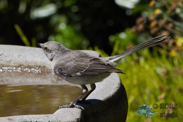 Northern Mockingbird